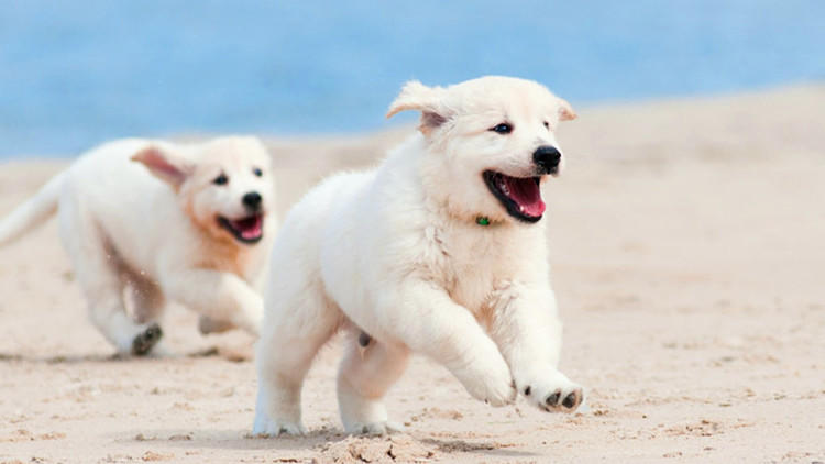 狗狗一出门就不见人了怎么办,狗狗在家老是咳嗽一出门就不咳