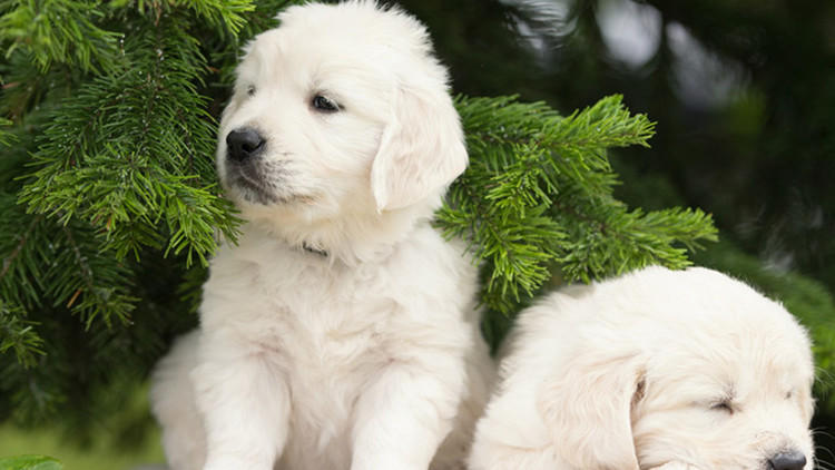 狗狗一出门就不见人了怎么办,狗狗在家老是咳嗽一出门就不咳