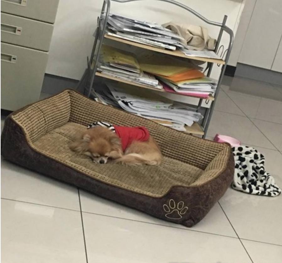 被小狗霸占了大床，狗狗一脸哀怨看着妈妈