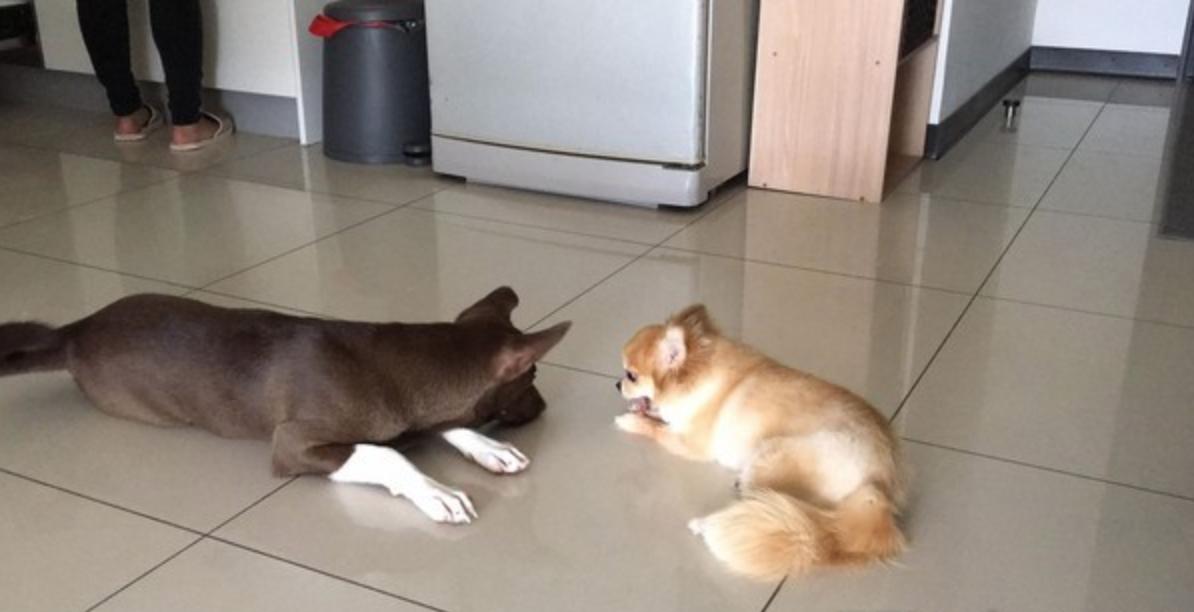 被小狗霸占了大床，狗狗一脸哀怨看着妈妈