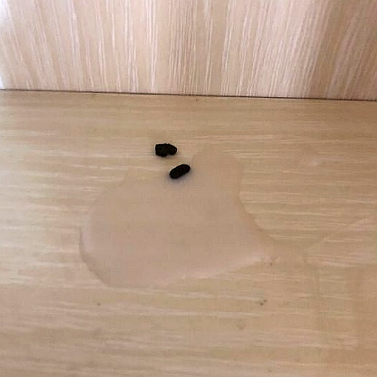 「117」龙猫妹纸怎么得了子宫炎