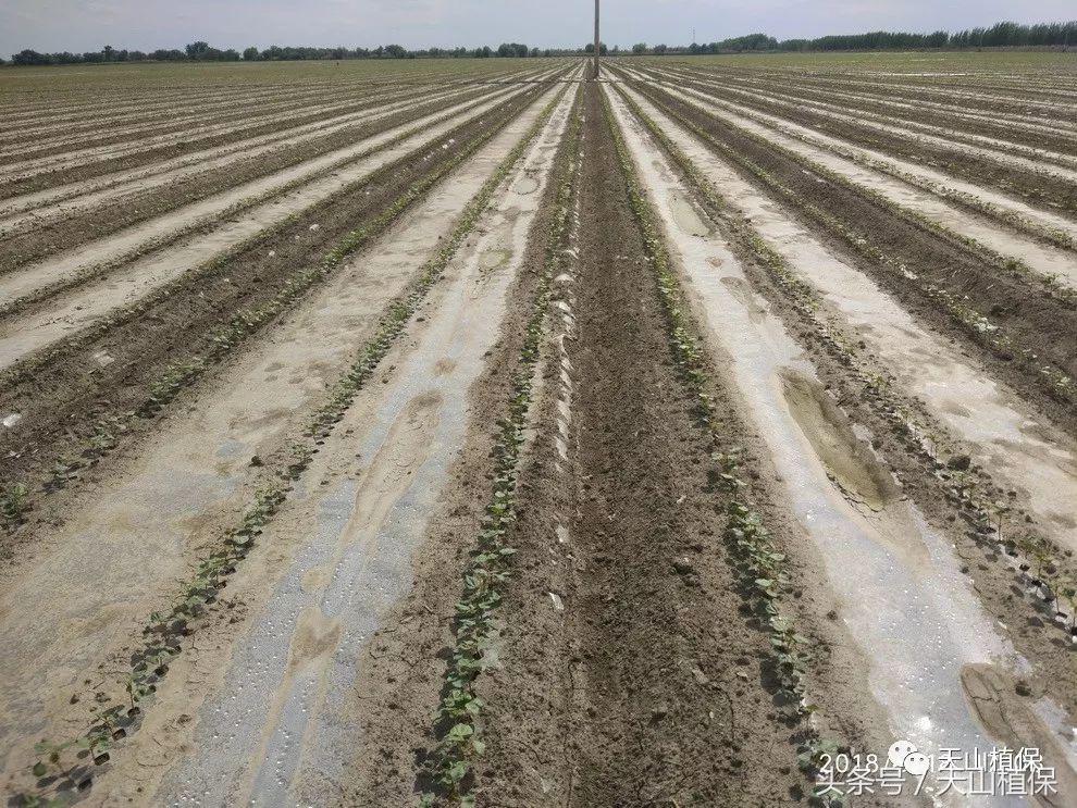 棉花苗期药害怎么解决,棉花播前最佳除草剂