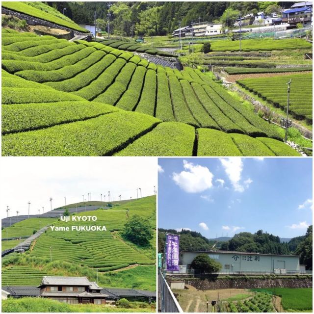 日本百年抹茶,广州日式抹茶