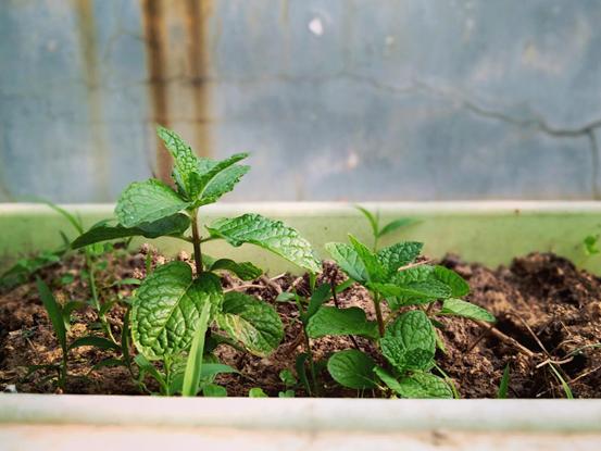 荣耀畅玩7x拍照怎样,荣耀7a拍照技术