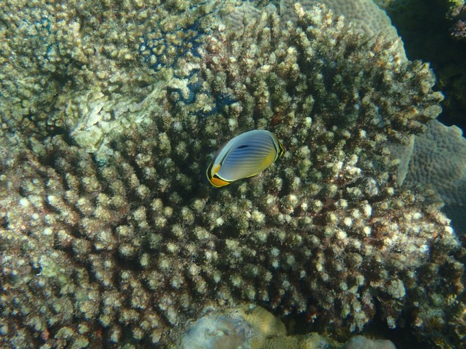 马代有毒,去过就停不下来~马尔代夫奥臻岛ozen