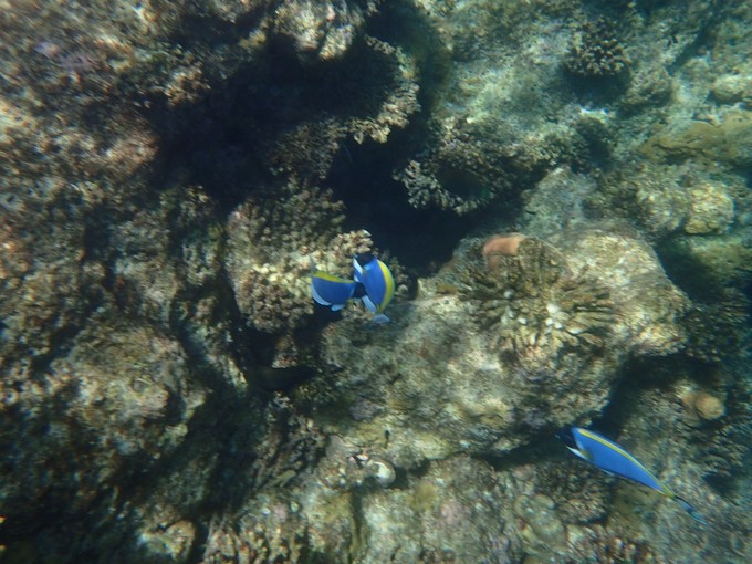 马代有毒,去过就停不下来~马尔代夫奥臻岛ozen