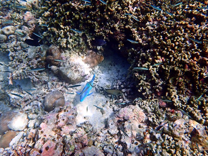 马代有毒,去过就停不下来~马尔代夫奥臻岛ozen