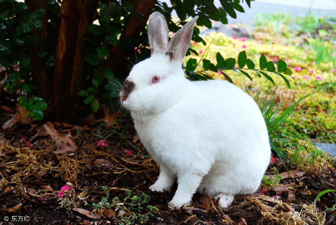怎么防止小兔子中暑,兔子防中暑妙招