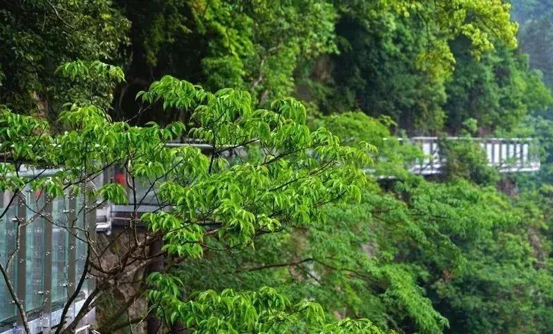 空中玻璃栈道真实感受,浙江玻璃栈道推荐