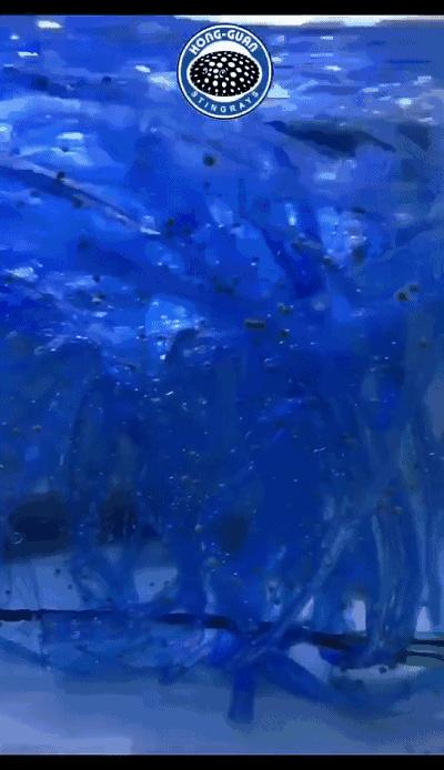 因为5毛钱的塑料带，我成功繁殖了白化火箭鱼！