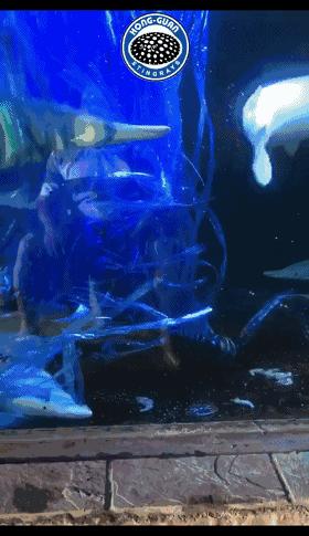 因为5毛钱的塑料带，我成功繁殖了白化火箭鱼！