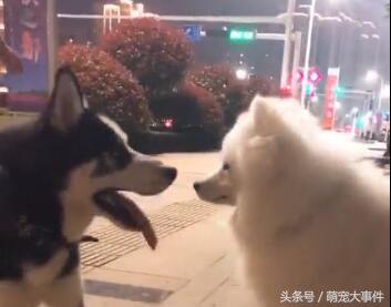 哈士奇出门遇见萨摩就害怕了,哈士奇和萨摩耶相处模式
