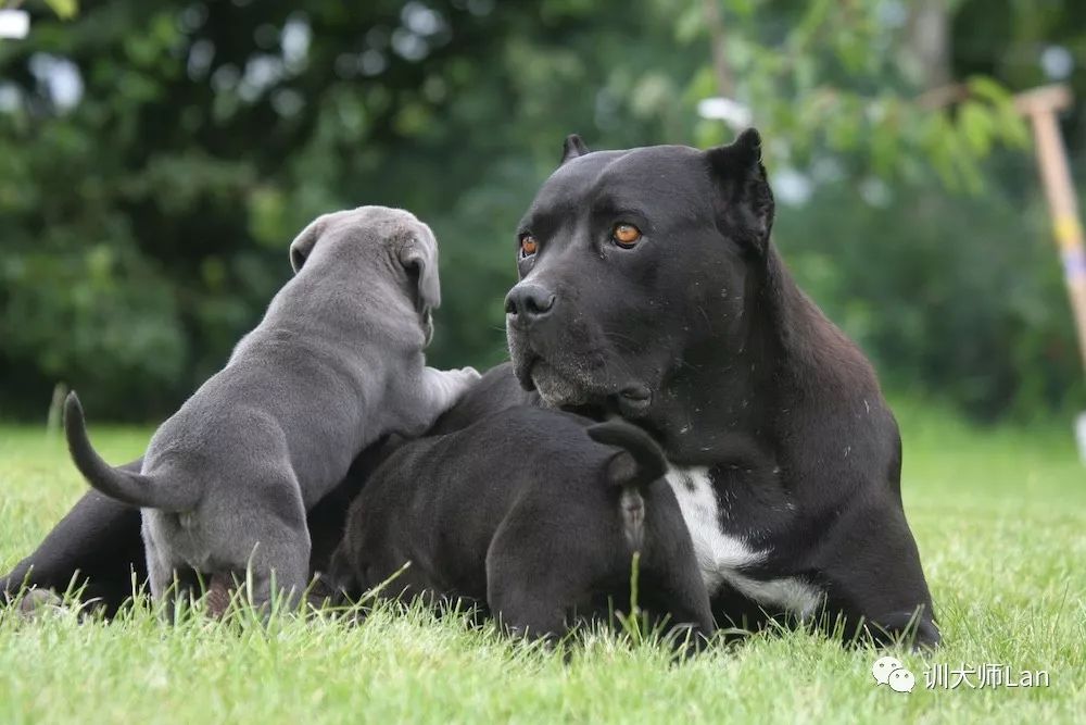 成年卡斯罗犬凶猛图,卡斯罗犬看家好吗