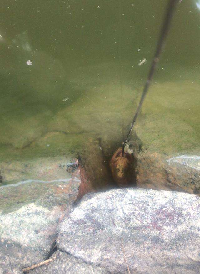 钓黄鳝技巧装黄鳝的桶,怎样钓黄鳝和发现黄鳝