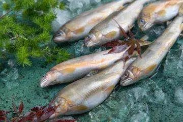 天津好吃实惠的日料,天津物美价廉的日料