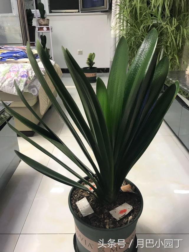 君子兰为何会生小黑飞,君子兰小黑飞偏方