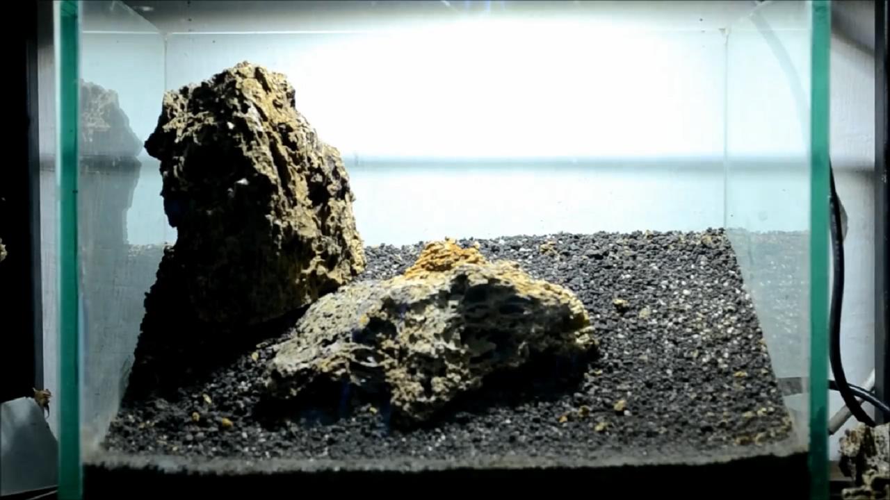 红草景观草缸造景,草缸造景怎么做成树的样子