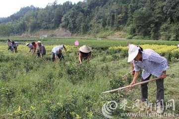 澶╃劧瀵岀榛勯叜钘よ尪,钘よ尪榛勯叜鐨勪綔鐢ㄤ笌鍔熸晥