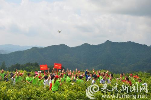澶╃劧瀵岀榛勯叜钘よ尪,钘よ尪榛勯叜鐨勪綔鐢ㄤ笌鍔熸晥
