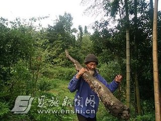 澶╃劧瀵岀榛勯叜钘よ尪,钘よ尪榛勯叜鐨勪綔鐢ㄤ笌鍔熸晥