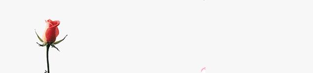 凌晨三点到六点的玫瑰，80℃的水，三分钟时间