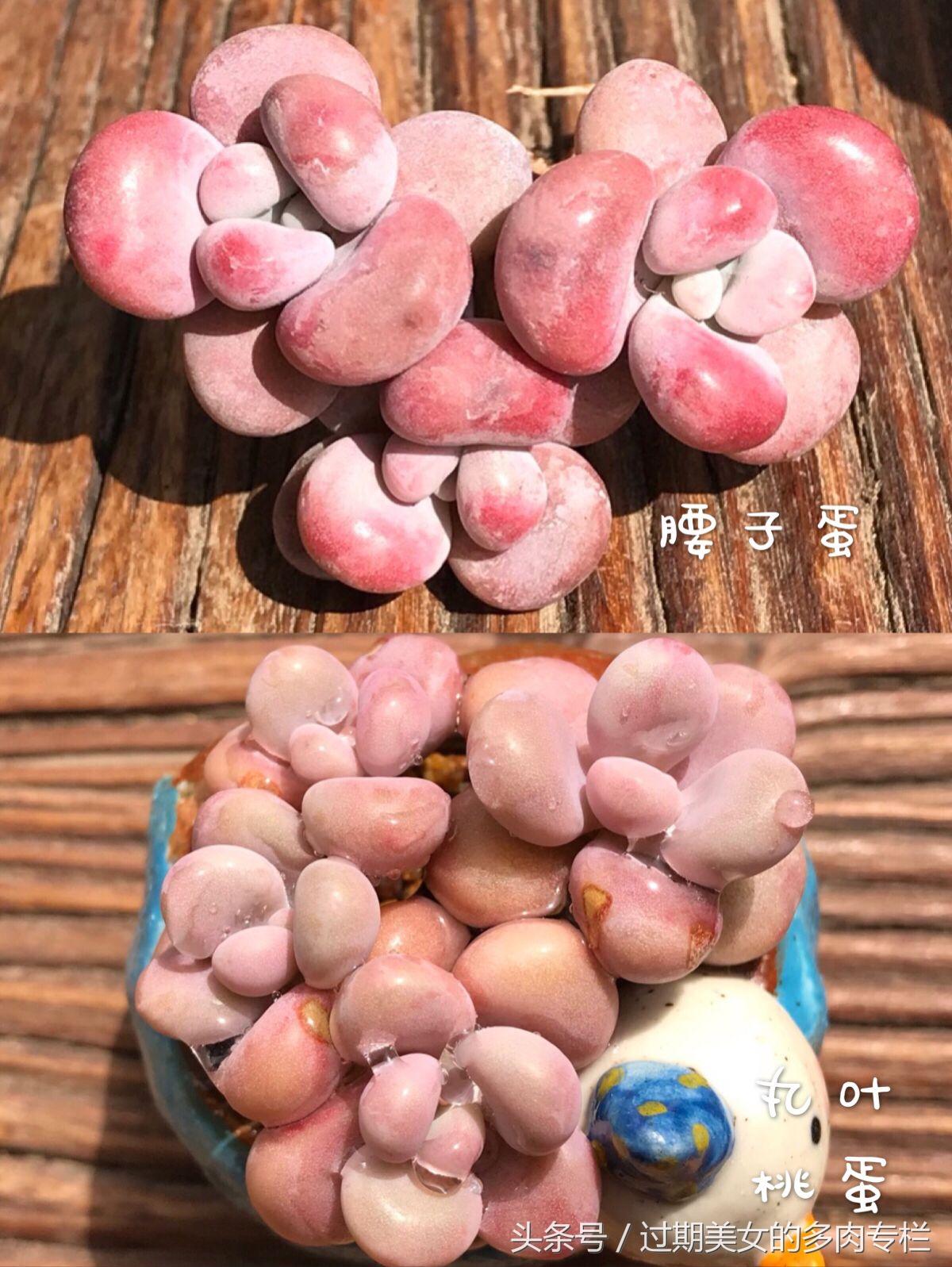 「桃蛋进化简史」5.21表白，我们都爱桃蛋蛋～