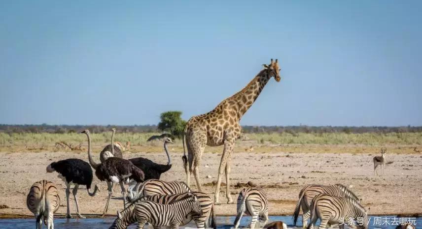 去了夏威夷才知道女人不用穿bra,去了斐济才知道，男人不爱穿裤子