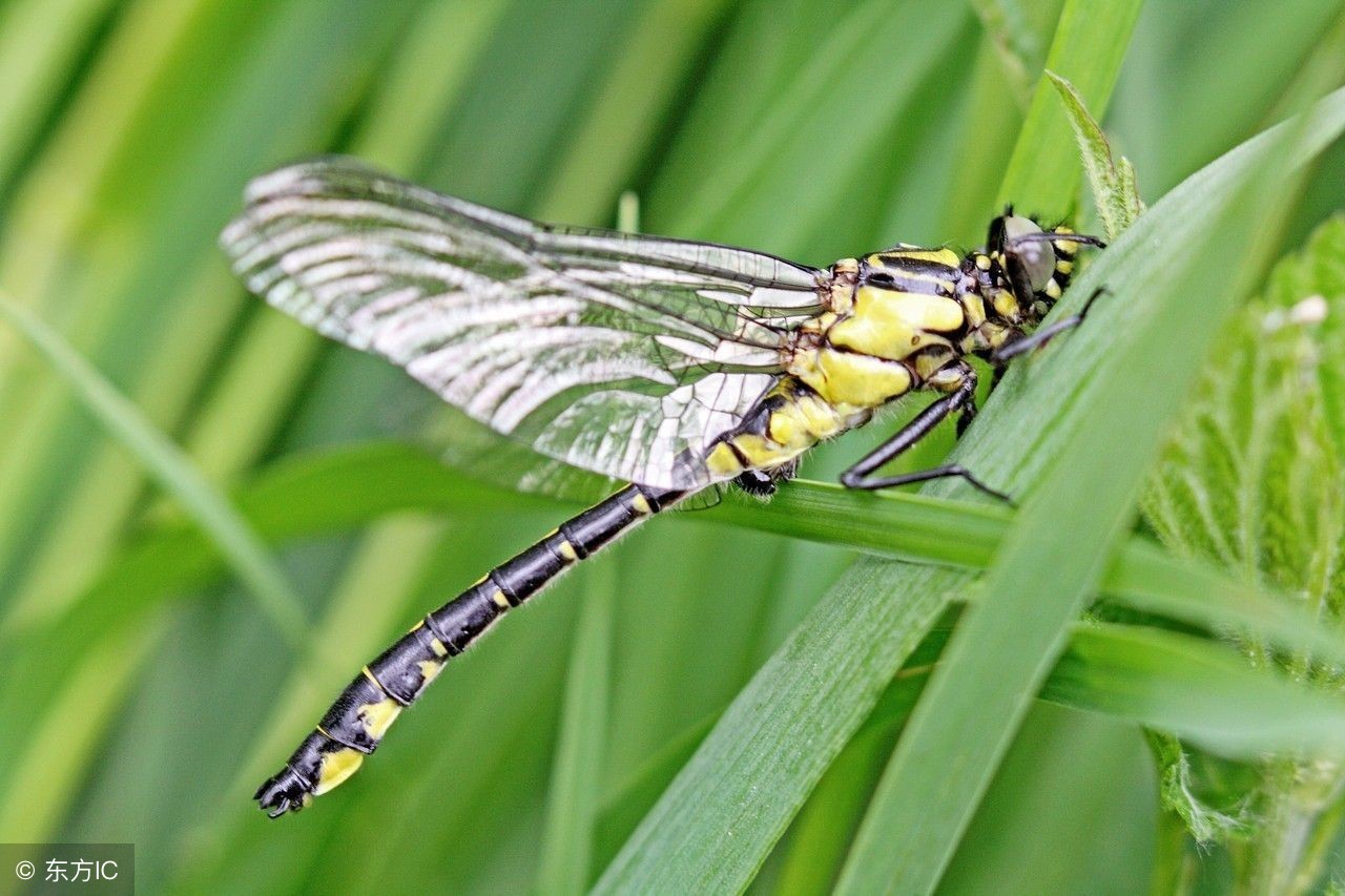 童年抓虾摸鱼趣事,童年抓鱼挖泥鳅