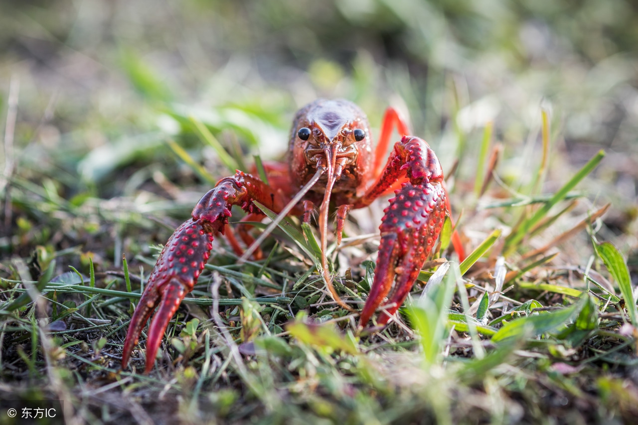 童年抓虾摸鱼趣事,童年抓鱼挖泥鳅