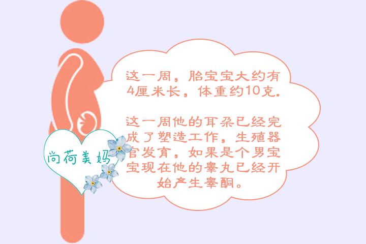 怀孕10周胎儿头臀径33mm正常么,怀孕10周便秘用力排便影响胎儿吗