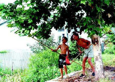 童年抓虾摸鱼趣事,童年抓鱼挖泥鳅