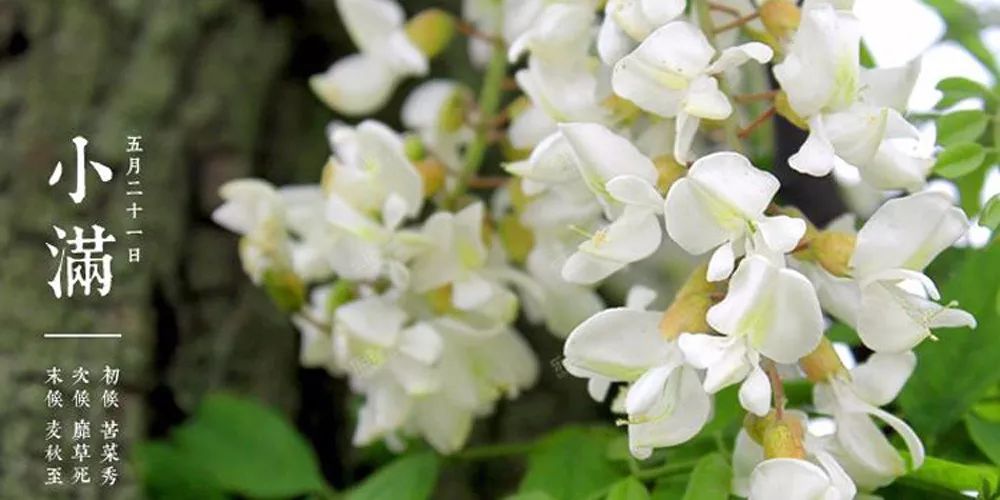 今日小满|收获的季节就要来了!