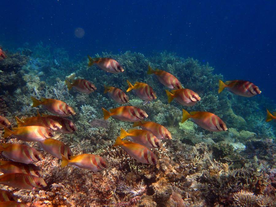 2018连假提案玩宿雾CP值超高，五个理由告诉你为什么该去宿雾！