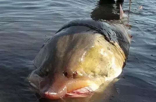 中国黑龙江的鳇鱼,探秘黑龙江鳇鱼