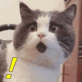 中国黑龙江的鳇鱼,探秘黑龙江鳇鱼