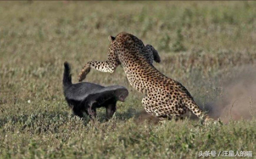 动物界的平头哥战斗视频,平头哥动物界的扛把子