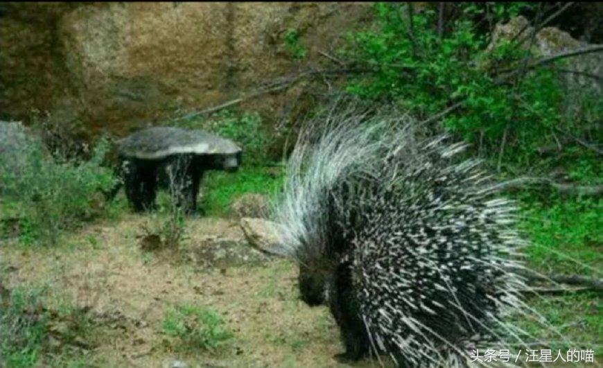 动物界的平头哥战斗视频,平头哥动物界的扛把子