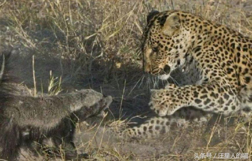 动物界的平头哥战斗视频,平头哥动物界的扛把子