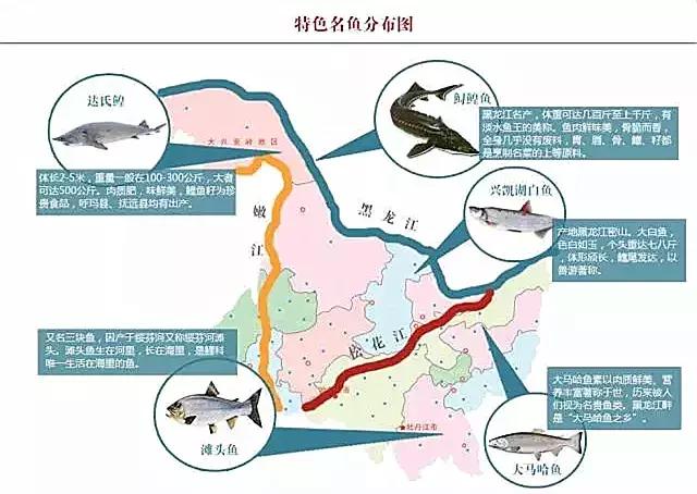 黑龙江省的鳇鱼,中国黑龙江的鳇鱼