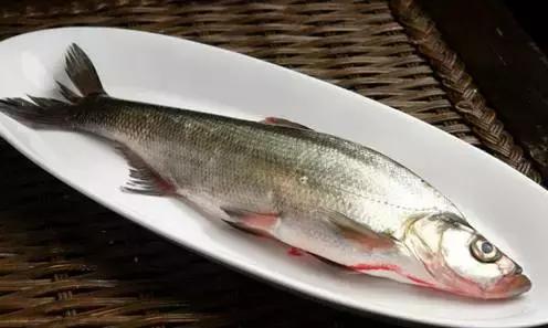 黑龙江省的鳇鱼,中国黑龙江的鳇鱼