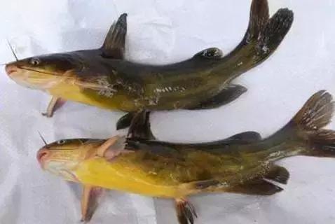 黑龙江省的鳇鱼,中国黑龙江的鳇鱼