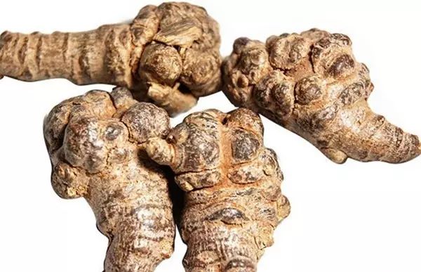 如何挑选三七是最好的,教你如何挑选好的三七