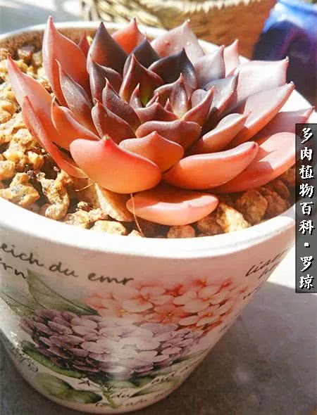 我的爱多肉原版视频,多肉我的一生所爱原版