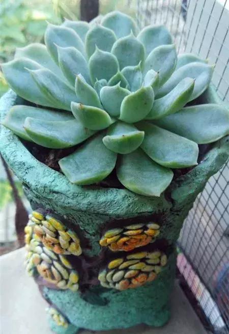 我的爱多肉原版视频,多肉我的一生所爱原版