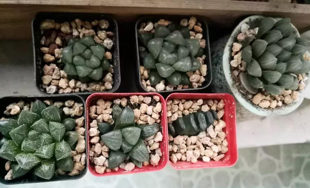 我的爱多肉原版视频,多肉我的一生所爱原版