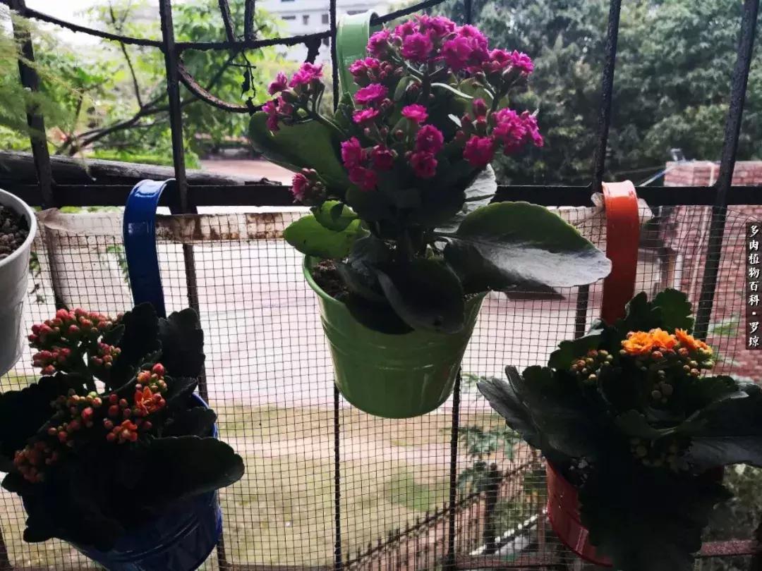 我的爱多肉原版视频,多肉我的一生所爱原版