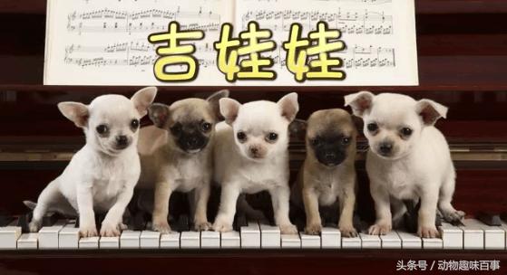 便宜又好养的狗狗小型犬,十大最认主的狗狗小型犬