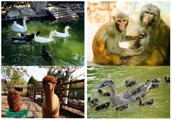 海淀外国语实验学校：个性化发展，打造不一样的海淀教育“新品牌”