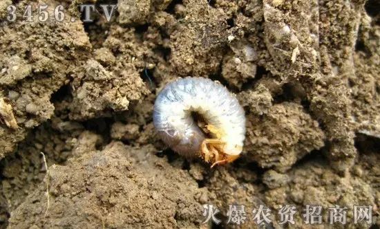 地下害虫的主要防治措施是什么,地下害虫和地面害虫怎样防治