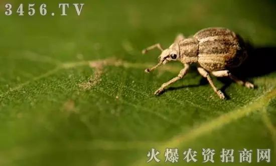 地下害虫的主要防治措施是什么,地下害虫和地面害虫怎样防治